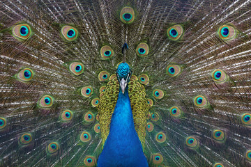 Peacock with feathers out. Open tail. - 280184688