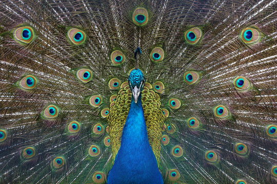 Peacock with feathers out. Open tail.