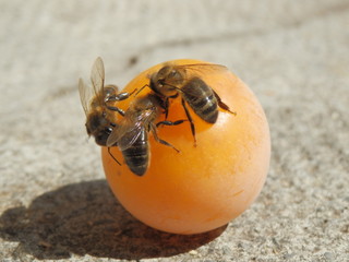 Abeille