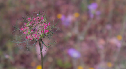 fiore