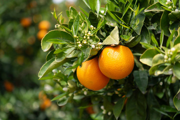 Orange citrus fruit plantation on Peloponnese, Greece, new harvest of sweet juicy oranges - obrazy, fototapety, plakaty