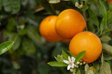 Orange citrus fruit plantations on Peloponnese, Greece, new harvest of sweet juicy oranges
