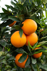 Orange citrus fruit plantation on Peloponnese, Greece, new harvest of sweet juicy oranges