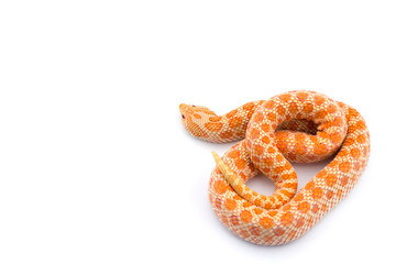 Albino hognose snake isolated on white background