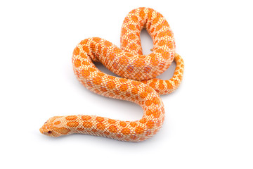 Albino hognose snake isolated on white background