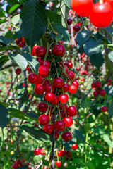 New harvest of Prunus cerasus sour cherry, tart cherry, or dwarf cherry in sunny garden