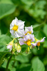 Flowering potato plant in summer close up