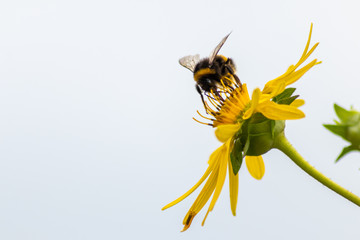 Fleißige Hummel bestäubt auf Nektarsuche und Pollensuche per Bestäubung gelbe Blumen und fliegt emsig von Blüte zu Blüte in Frühling und Sommer