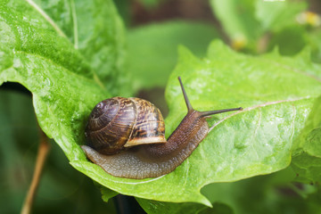 Snail crawling on a wide green leaf after the rain.