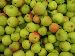 ripe fresh apples of early varieties are piled in a heap