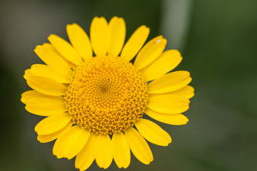 Bezaubernde Frühlingsblumen heißen Frühling und Sommer mit betörendem Duft und Farbenpracht willkommen und sind das ideale Muttertagsgeschenk