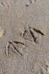 Footprints on seagull in sandy beach