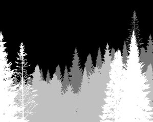 white and gray forest from straigh firs on black