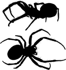 two small black spiders illustration