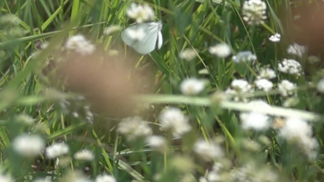 Butterfly Pieris (white butterfly) flies out of the grass. Super slow motion 1000 fps