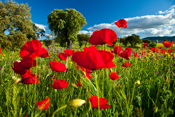 Amapolas en una dehesa, La Serena, Badajoz, Extremadura, España
