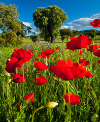 Amapolas en una dehesa, La Serena, Badajoz, Extremadura, España