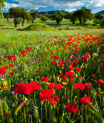 Amapolas en una dehesa, La Serena, Badajoz, Extremadura, España