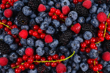 Blackberry, raspberry, blueberry,  red currant and mint background.