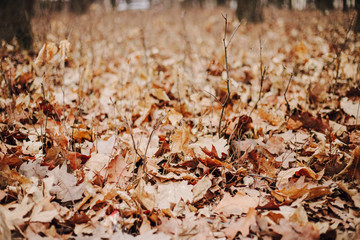 Beautiful autumn landscape with yellow trees and sun. Colorful foliage in the park. Falling leaves natural