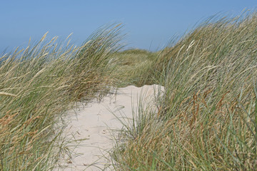 Sanddüne bei Tranum Strand, Dänemark