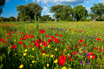 Amapolas en una dehesa, La Serena, Badajoz, Extremadura, España