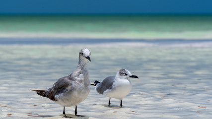 Two seagulls in the water