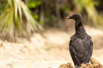 raven vulture sitting next to the street