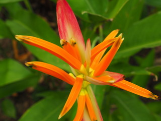 Heliconiaceae Colorful Blossoming in the afternoon sun For background work