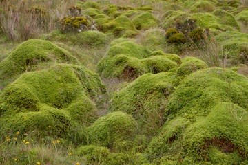 Azoren Impressionen 05