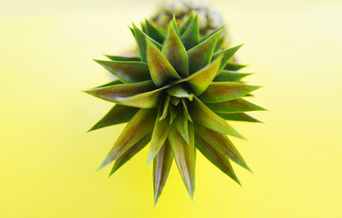Close up fresh pineapple summer fruit on yellow background