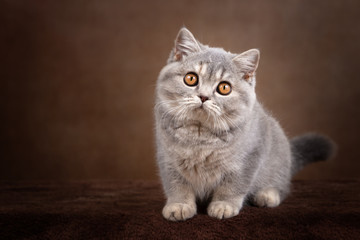 Edel - Britisch Kurzhaar Kitten vom Züchter