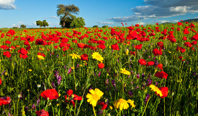 Amapolas, La Serena, Badajoz, Extremadura, España