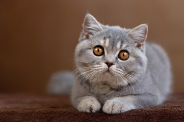 Obraz premium Rassekatze - Portrait einer Britisch Kurzhaar Katze