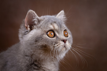 BKH Rassekatze blue torbie ticked tabby, sehr edel