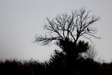  The tree on which the bird sits