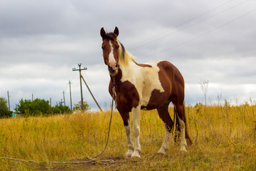 Pictures of beautiful horses
