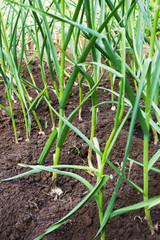 Bed with growing green garlic feathers in the home garden.