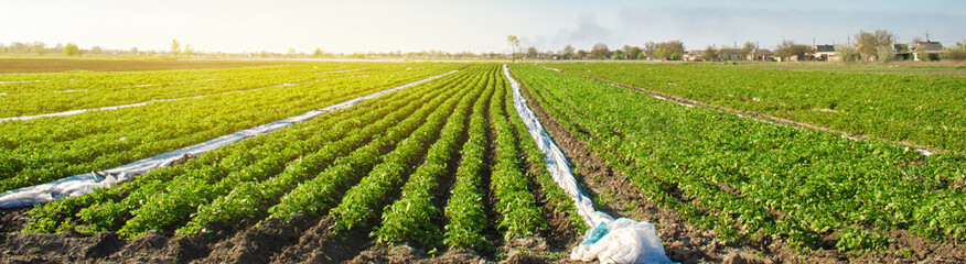 Agricultural land with potato plantations. Growing organic vegetables in the field. Vegetable rows. Agriculture. Farming. Selective focus - obrazy, fototapety, plakaty