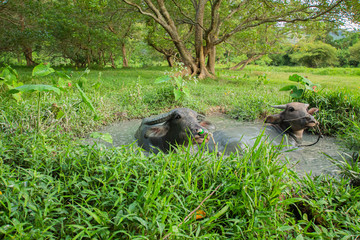 Thai buffalo, male and female, 2 in the mud pond, playing in the rice fields, Phuket, Thailand