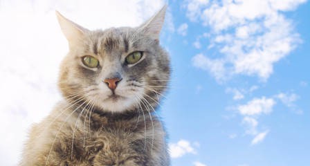 Funny gray cat on a background of blue sky. Pet portrait. Striped kitten. Animal. Place for text.