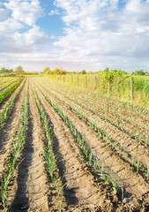 Rows of young leek on a farm on a sunny day. Growing organic vegetables. Eco-friendly products. Agriculture and farming. Plantation cultivation. Ukraine, Kherson region. Selective focus