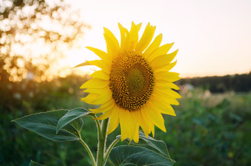 Beautiful young sunflower grow in a field at sunset. Agriculture and farming. Agricultural crops. Yellow flowers. Helianthus. Natural background. Ukraine, Kherson region. Selective focus