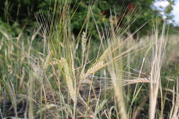 wheat spike in the field close-up