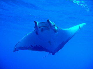 Azoren Impressionen unter Wasser 14