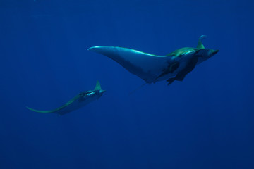 Azoren Impressionen unter Wasser 15