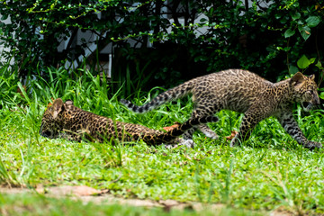 Fototapeta na wymiar baby leopard in wildlife breeding station.