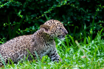 baby leopard in wildlife breeding station.