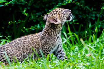 baby leopard in wildlife breeding station.