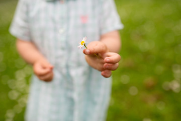 childhood, leisure and people concept - hand of little baby girl holding daisy flower in summer